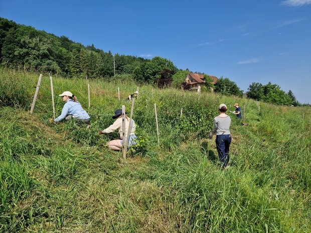Fleissiges Hegen und Pflegen unserer Hecke