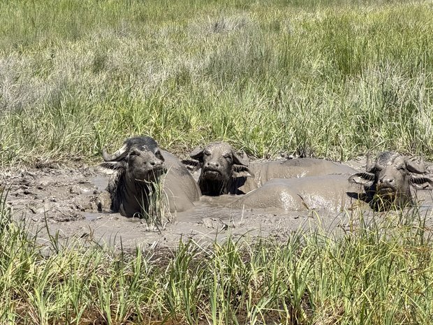 Die im Schutzgebiet ansässigen Wasserbüffel!