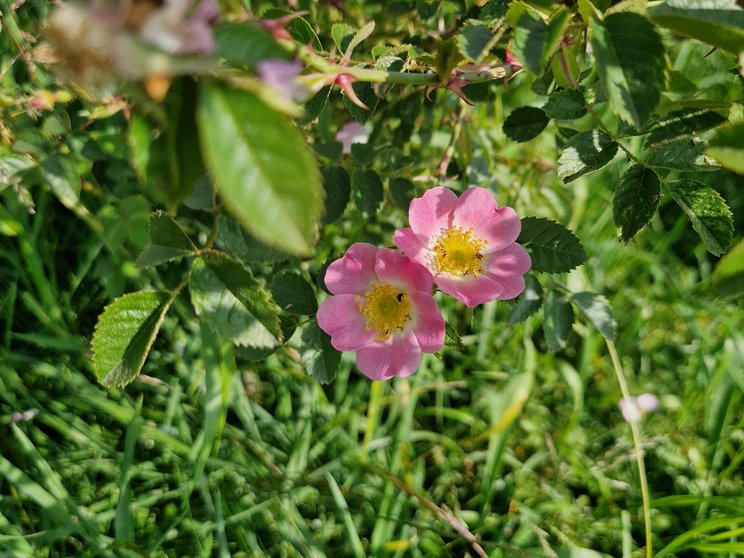 Wildrosen aus «unserer» Hecke