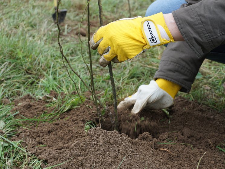 The planting site is filled up with soil