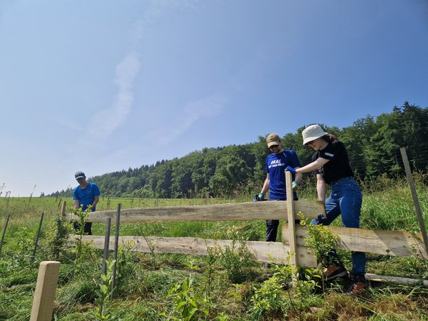 Die Holzplanken werden sorgfältig platziert ...