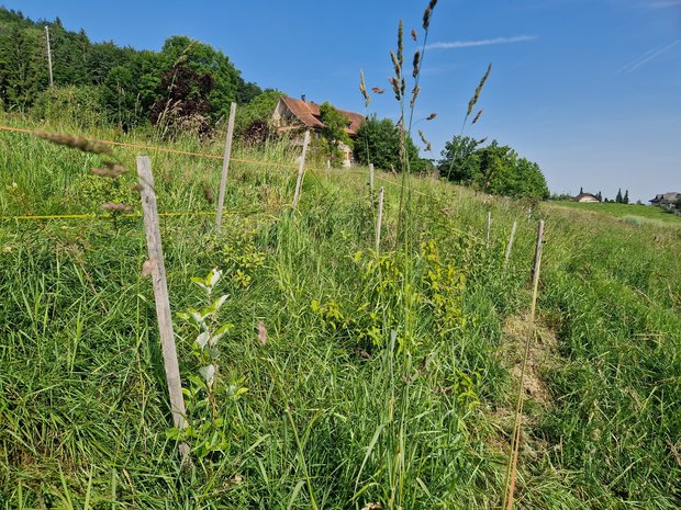 Vorher: Hohes Gras hatte unsere Hecke in Beschlag genommen