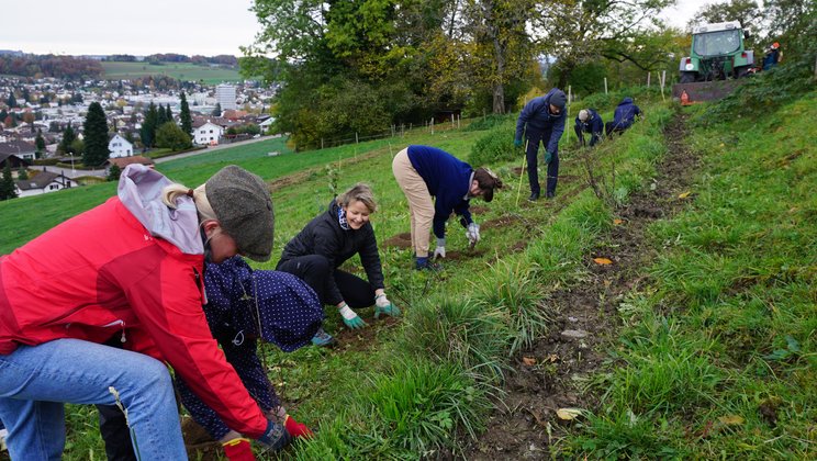 Eine neue Hecke entsteht © Lucerne Festival