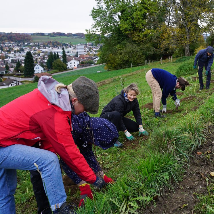 Eine neue Hecke entsteht © Lucerne Festival