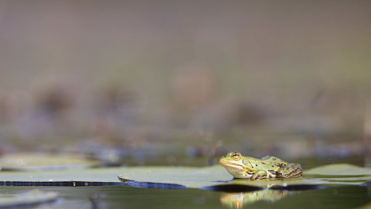 Pool Frog © Peter Grütter