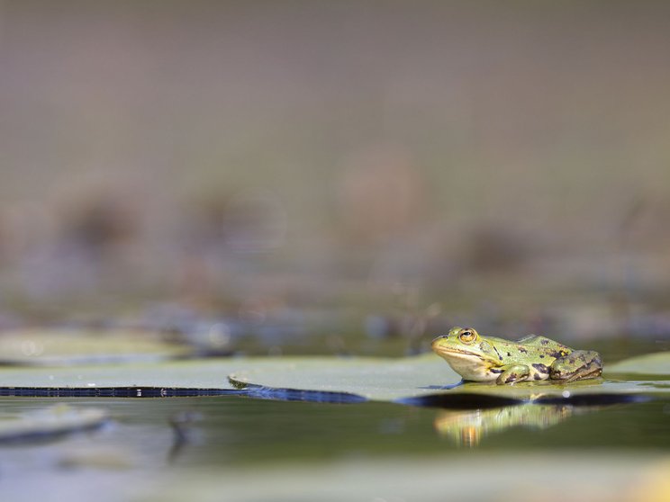 Kleiner Wasserfrosch © Peter Grütter