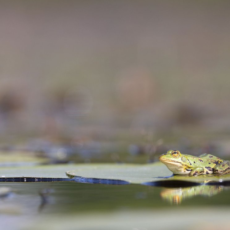 Kleiner Wasserfrosch © Peter Grütter